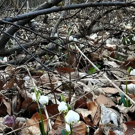 Romantische Zeitreise In Historischer Kaeserei Unlingen